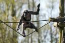 Peter, a 31-year-old male chimpanzee, has been settling into his new home (Andrew Milligan/PA)