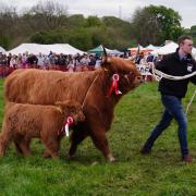 Return of Neilston Show is moo-ving experience