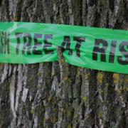 Council seek help with £4 million cost of felling trees