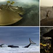 Numerous stunning photos of nature were selected among the winning images (Additional image credit: PA Wire)