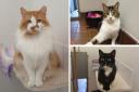 Scottish SPCA centre appeals for much needed donations of cat food and litter for their 28 felines