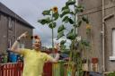 David Martin with his sunflower
