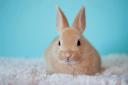 Pets At Home issues important ban in all UK stores this Easter weekend (Canva)