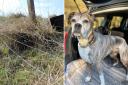 Barbed wire at the Neilston Pad has been a hazard for dogs being walked there, including Sasha (right)