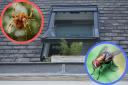 6 items that keep bugs out of your home as temperatures soar (Canva)