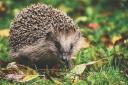 Nature lovers give hedgehogs a helping hand