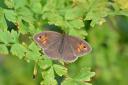 A number of local residents reported sightings of the meadow brown