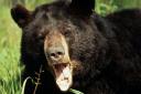 Black bear with open mouth