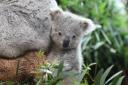 One of the koala joeys which was born at Edinburgh Zoo last year