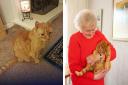 Barney stakes his claim for title of world’s oldest cat