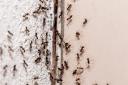 Ants are attracted to food, water and shelter, but this is how to keep them out of your home