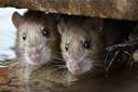Pest control teams tackle schools plagued by rats, mice and wasps