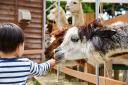 Community day involving an animal petting zoo and street food to be held this weekend