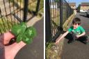 The five-leaf clover, left, and, right Cian points to the spot where he found it