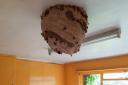 The nest was hanging from the ceiling of an abandoned home in St Brelades on the Channel Island and was destroyed on August 14.