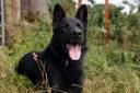 Police Dog Coal 'sniffed' out the wanted male last night