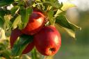 Get your hands on a FREE fruit tree or bush - Here's how