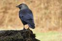 Fed-up villagers call for action to scare off feathered ‘fiends’
