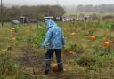 Mill Park Pumpkin Patch has been very popular with families