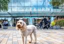 Shopper spots 'dog poo' in Glasgow shopping centre during dog-friendly trial