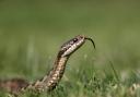 See every UK snake sighting in 2023 as the RSPCA issues a warning ahead of expected increase in the number of escaped snakes