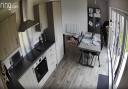 One-year-old dog, Button, was captured having a playful encounter with the window cleaner on a Ring Stick Up Camera.
