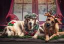 Get your dog's photo taken with Santa at open day - Here's when