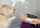Chocolate is poisonous to pets so it's important that pet owners make sure they can't get to any