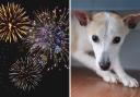 Here are 6 tips to help keep your dog calm when fireworks are being let off