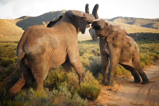 Barrhead News: Elephants at the Big Five Safari experience. Credit: TripAdvisor