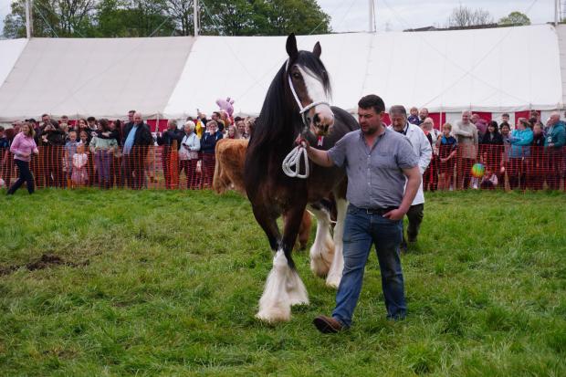 Barrhead News: Going on parade was ‘neigh’ bother for this duo