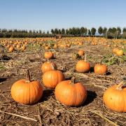 Five Halloween pumpkin patches in Scotland worth the drive from Glasgow. Credit: Pixabay.
