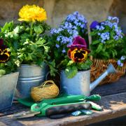 Flowers in pots and a watering can in the garden. Credit: Canva