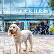 Shopper spots 'dog poo' in Glasgow shopping centre during dog-friendly trial