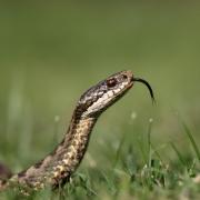 See every UK snake sighting in 2023 as the RSPCA issues a warning ahead of expected increase in the number of escaped snakes