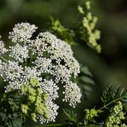A warning has been issued for gardeners and walkers to be on the lookout for Hemlock, a deadly plant which could prove fatal to pets and humans