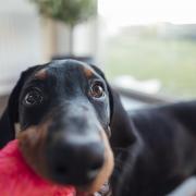 The dog experts at Ruffwear have conducted research that has uncovered just what unwanted germs these precious toys could be home to ( and shared some ways to help you get rid of them).