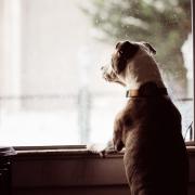 What should I do if my neighbour's dog is barking excessively?