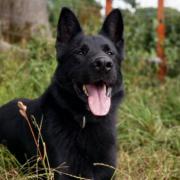 Police Dog Coal 'sniffed' out the wanted male last night