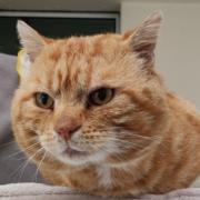 Search launched to trace owners of missing ginger cat found in Barrhead
