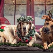 Get your dog's photo taken with Santa at open day - Here's when