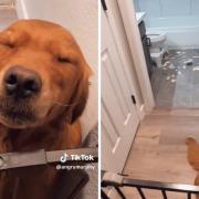 After forgetting to empty the bin, Murphy's owner came home to find that his dog had dragged all of the trash out.