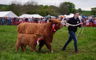 Return of Neilston Show is moo-ving experience