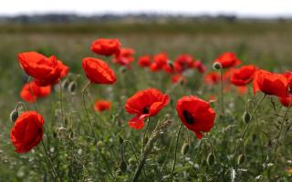 Observed every year since 1919, Remembrance or Armistice Day is marked on the anniversary of the end of World War I on November 11. (Niall Carson/PA)