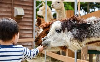 Community day involving an animal petting zoo and street food to be held this weekend