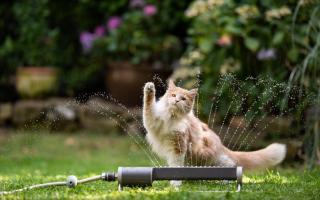 Pets at Home are warning cat owners to take extra steps to keep their pets hydrated
