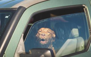 This is the advice the RSPCA give if you see a dog stuck in a hot car during a heatwave
