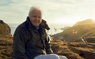 David Attenborough's Dynasties premiered all the way back in 2018 on the BBC.